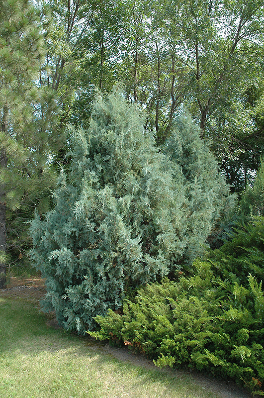 Wichita Blue Juniper (Juniperus scopulorum 'Wichita Blue') at Sargent's Gardens