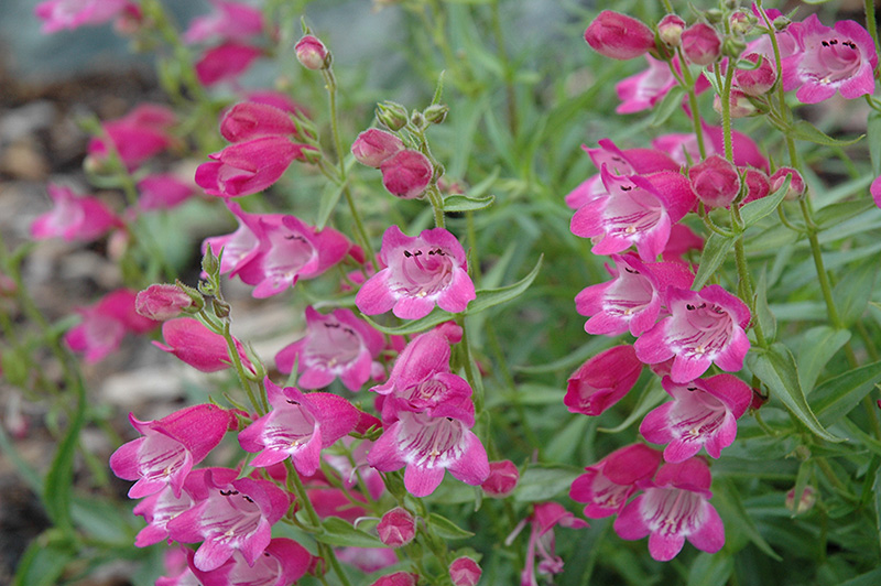 Red Rocks Beard Tongue (Penstemon x mexicali 'Red Rocks') at Sargent's Gardens