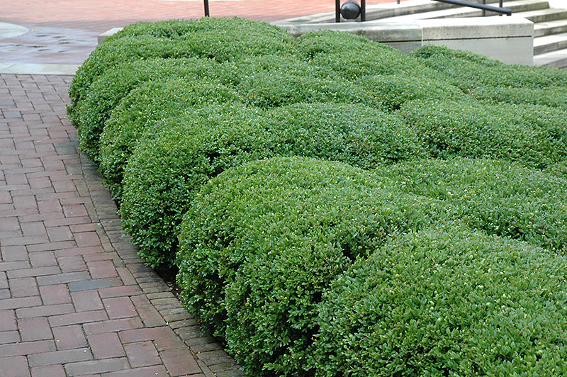 Chicagoland Green Boxwood (Buxus 'Glencoe') at Sargent's Gardens