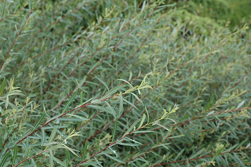 Creeping Arctic Willow (Salix purpurea 'Nana') at Sargent's Gardens