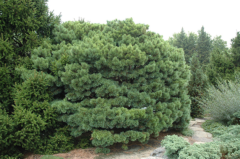 Dwarf Blue Scotch Pine (Pinus sylvestris 'Glauca Nana') at Sargent's Gardens