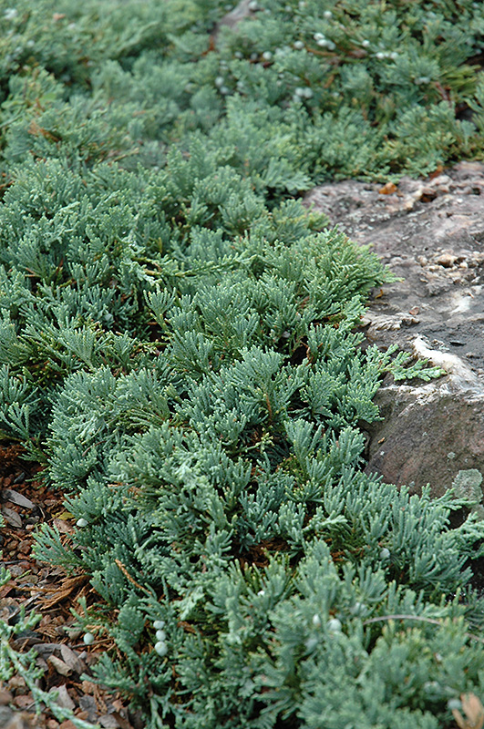 Blue Rug Juniper (Juniperus horizontalis 'Wiltonii') at Sargent's Gardens