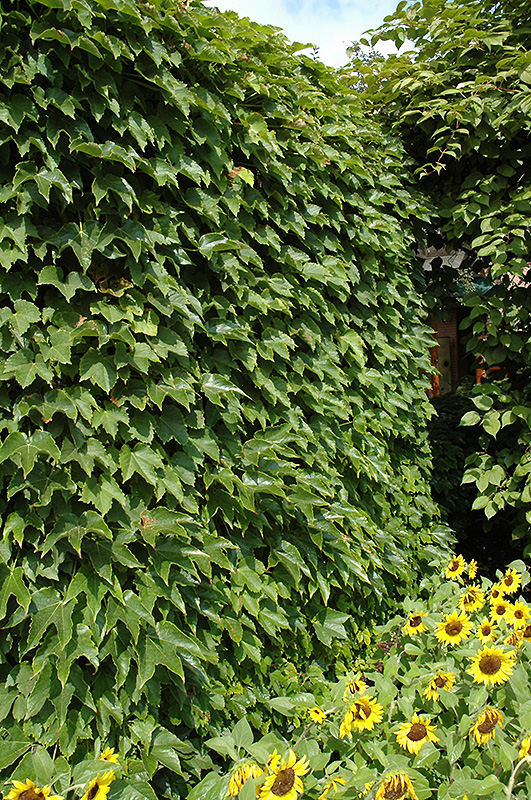 Boston Ivy (Parthenocissus tricuspidata) at Sargent's Gardens