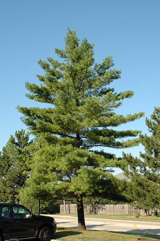 White Pine (Pinus strobus) at Sargent's Gardens