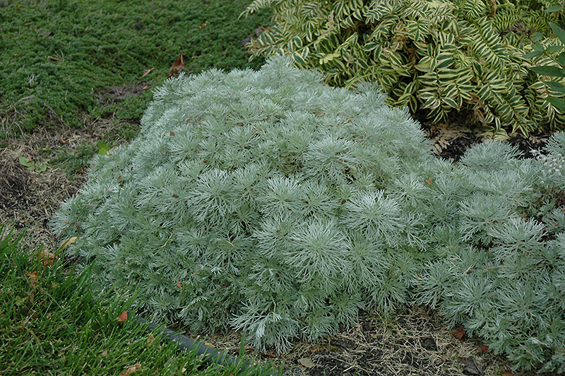Silver Mound Artemesia (Artemisia schmidtiana 'Silver Mound') at Sargent's Gardens