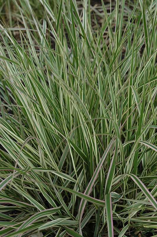 Variegated Reed Grass (Calamagrostis x acutiflora 'Overdam') at Sargent's Gardens