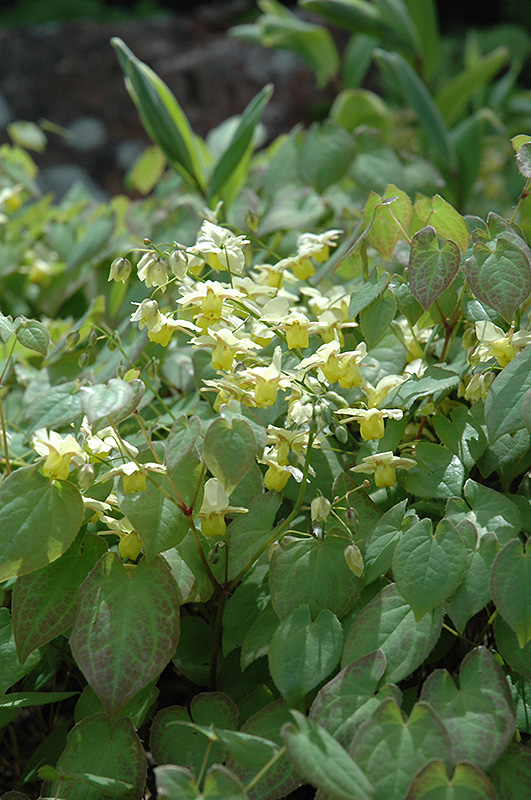 Yellow Barrenwort (Epimedium x versicolor 'Sulphureum') at Sargent's Gardens