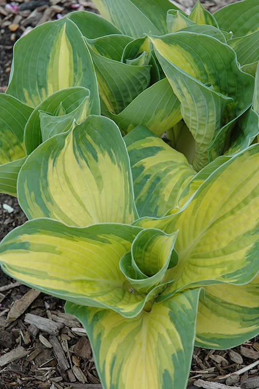 Great Expectations Hosta (Hosta 'Great Expectations') at Sargent's Gardens