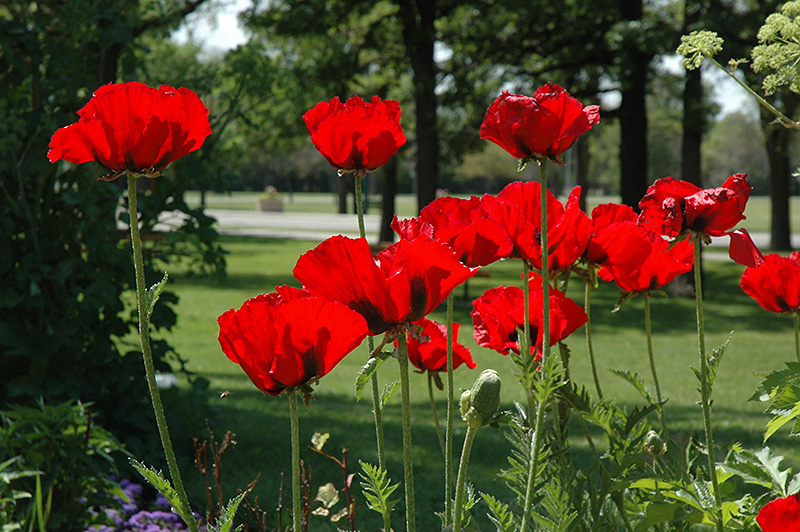 Beauty of Livermere Poppy (Papaver orientale 'Beauty of Livermere') at Sargent's Gardens