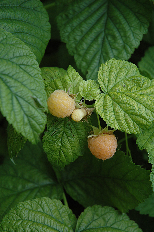 Fall Gold Raspberry (Rubus 'Fall Gold') at Sargent's Gardens
