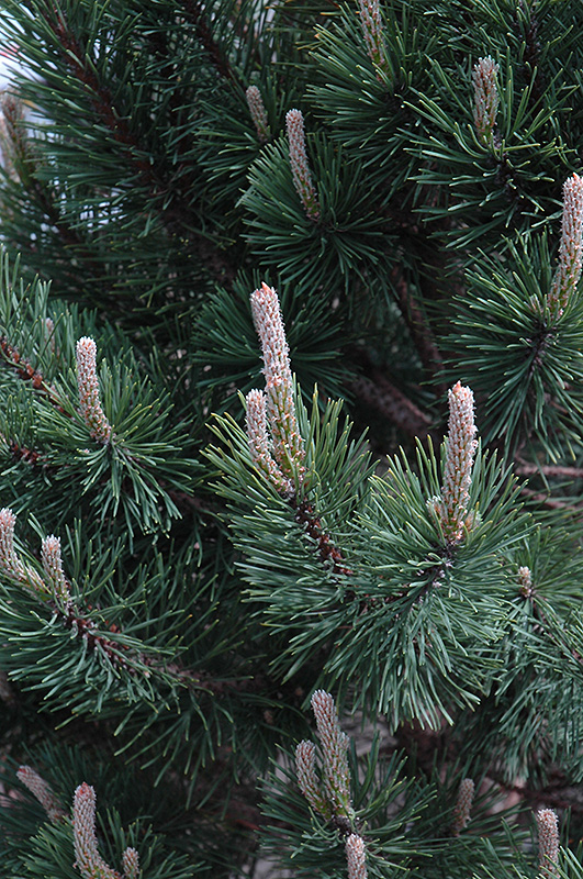 Tannenbaum Mugo Pine (Pinus mugo 'Tannenbaum') at Sargent's Gardens