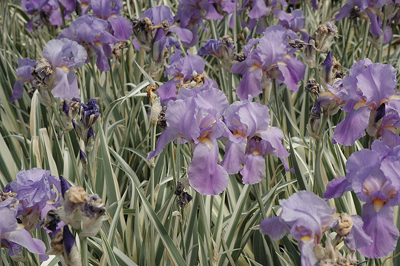 Variegated Sweet Iris (Iris pallida 'Variegata') at Sargent's Gardens