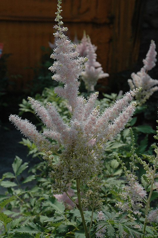 Milk and Honey Astilbe (Astilbe chinensis 'Milk and Honey') at Sargent's Gardens