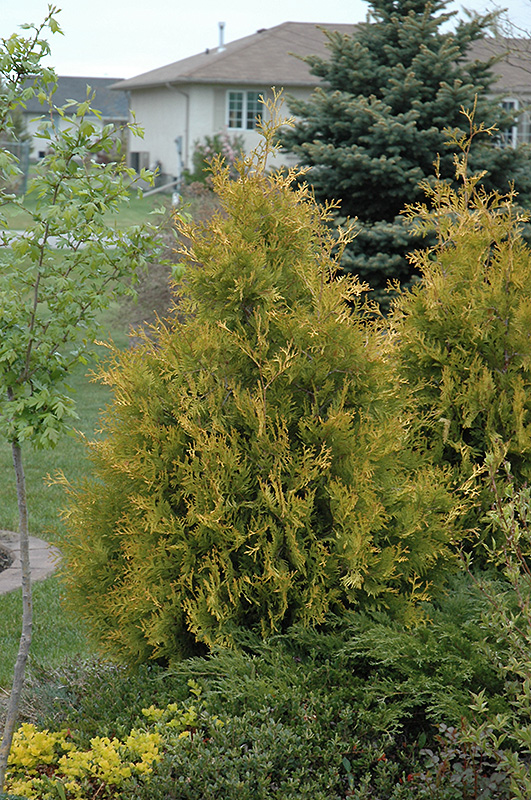 Yellow Ribbon Arborvitae (Thuja occidentalis 'Yellow Ribbon') at Sargent's Gardens