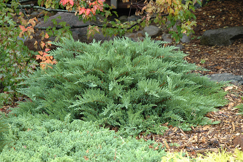 Moor-Dense Juniper (Juniperus sabina 'Monard') at Sargent's Gardens