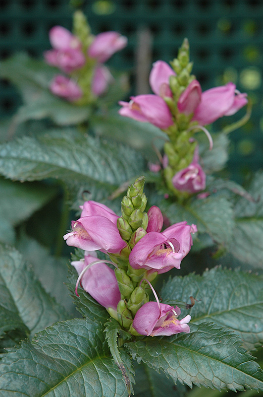 Hot Lips Turtlehead (Chelone lyonii 'Hot Lips') at Sargent's Gardens