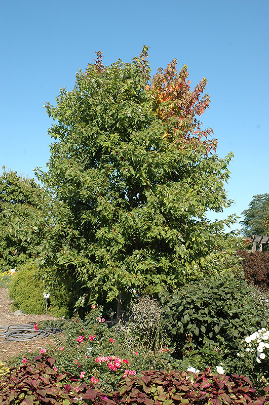 Sienna Glen Maple (Acer x freemanii 'Sienna') at Sargent's Gardens