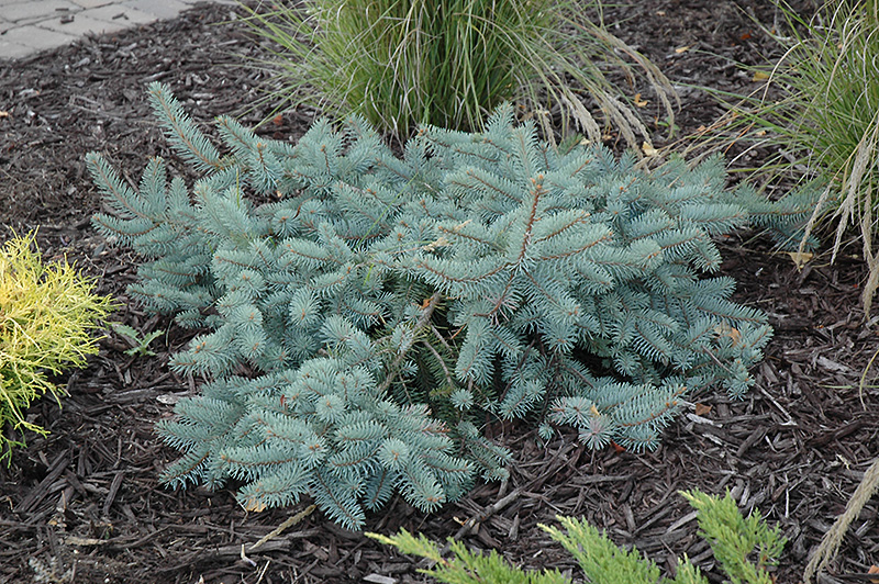 Procumbens Spruce (Picea pungens 'Procumbens') at Sargent's Gardens