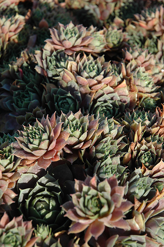 Red Heart Hens And Chicks (Sempervivum 'Red Heart') at Sargent's Gardens
