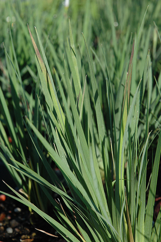 Lucerne Blue-Eyed Grass (Sisyrinchium angustifolium 'Lucerne') at Sargent's Gardens