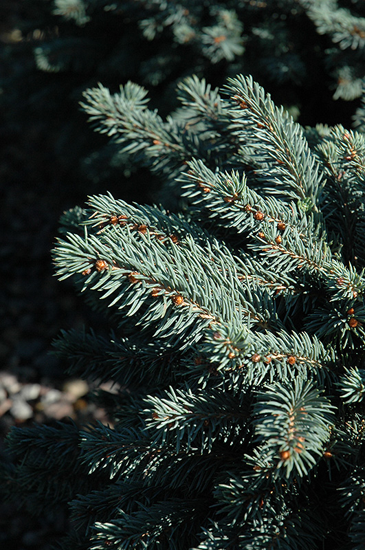 Waldbrunn Blue Spruce (Picea pungens 'Waldbrunn') at Sargent's Gardens