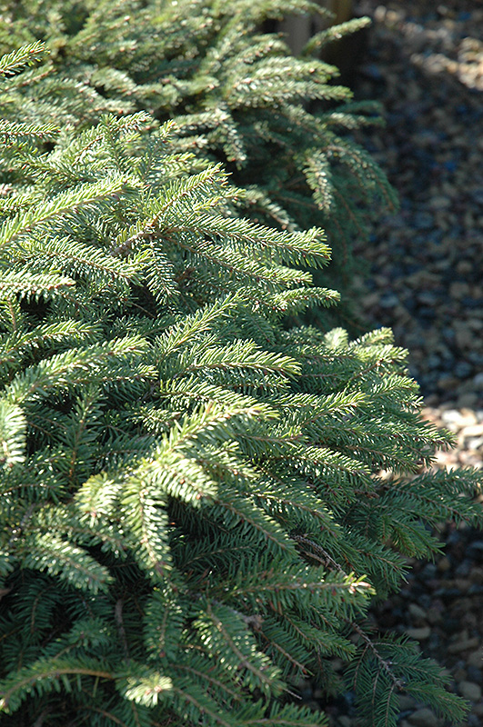 Elegans Spruce (Picea abies 'Elegans') at Sargent's Gardens
