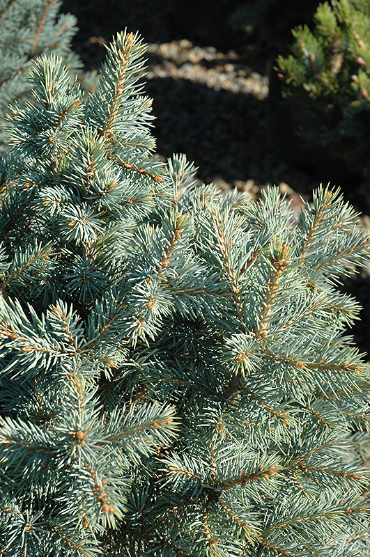 Sester Dwarf Blue Spruce (Picea pungens 'Sester Dwarf') at Sargent's Gardens