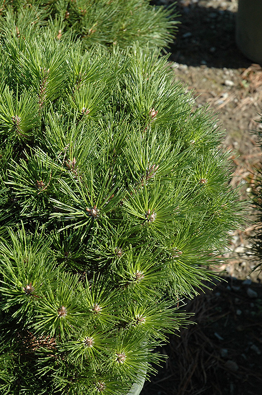 Brepo Dwarf Austrian Pine (Pinus nigra 'Brepo') at Sargent's Gardens