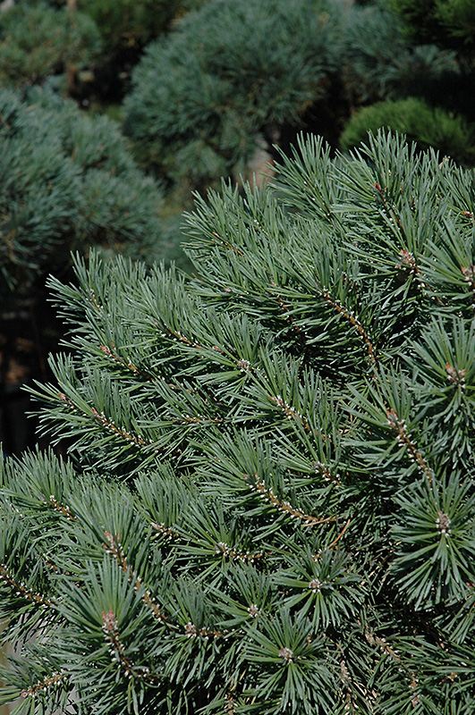 French Blue Scotch Pine (Pinus sylvestris 'French Blue') at Sargent's Gardens