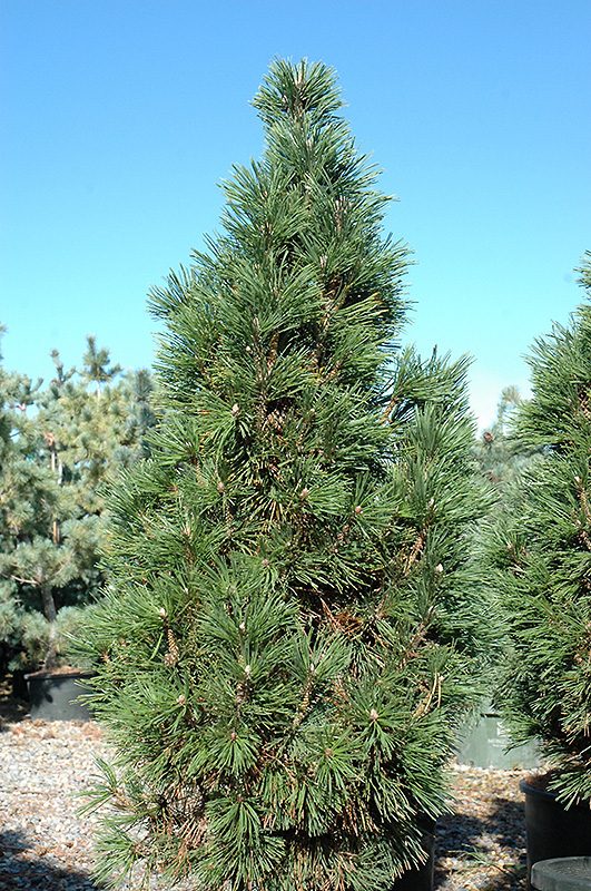 Columnar Mugo Pine (Pinus mugo 'Columnaris') at Sargent's Gardens