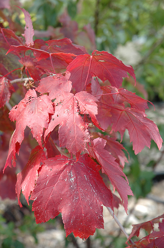 Scarlet Jewell Red Maple (Acer rubrum 'Bailcraig') at Sargent's Gardens