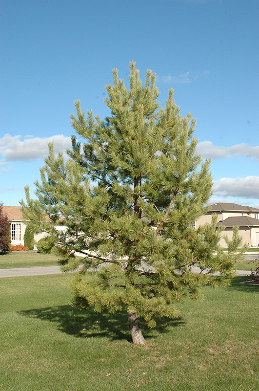 French Blue Scotch Pine (Pinus sylvestris 'French Blue') at Sargent's Gardens