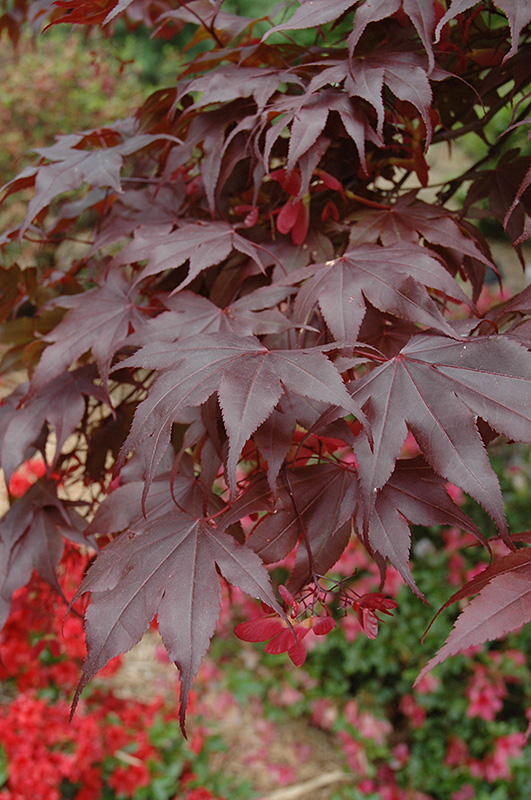 Bloodgood Japanese Maple (Acer palmatum 'Bloodgood') at Sargent's Gardens