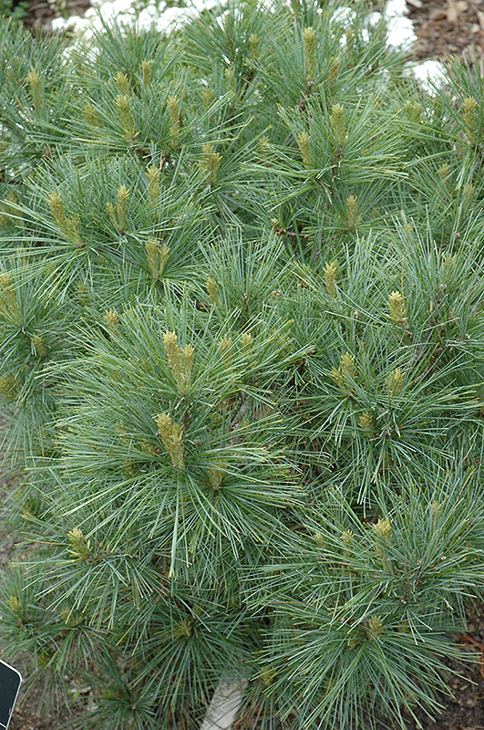 Blue Shag White Pine (Pinus strobus 'Blue Shag') at Sargent's Gardens