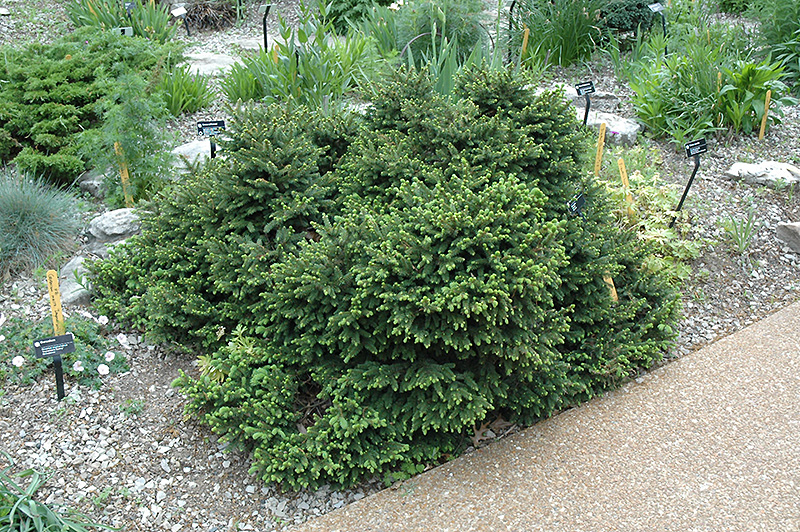 Pumila Norway Spruce (Picea abies 'Pumila') at Sargent's Gardens