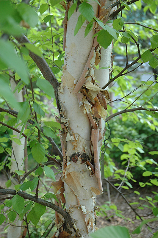 Heritage River Birch (Betula nigra 'Heritage') at Sargent's Gardens