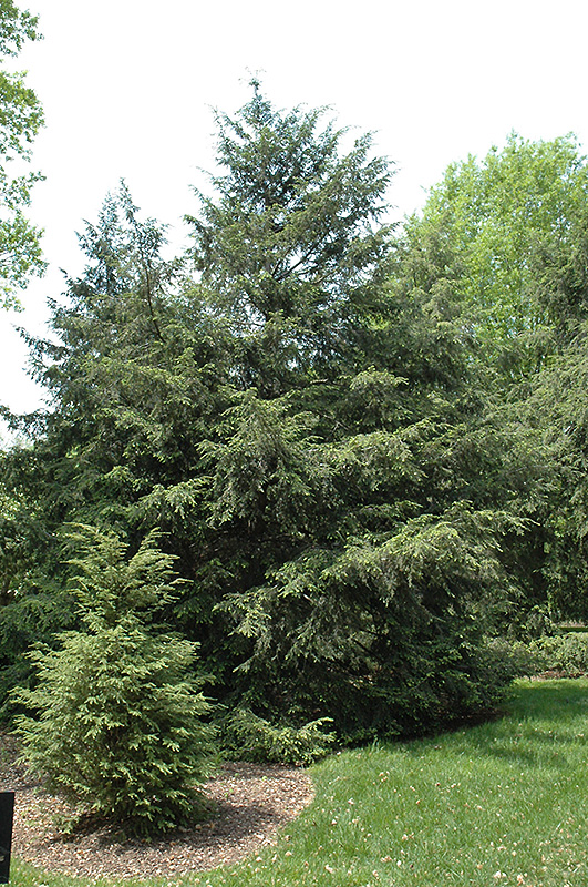 Canadian Hemlock (Tsuga canadensis) at Sargent's Gardens