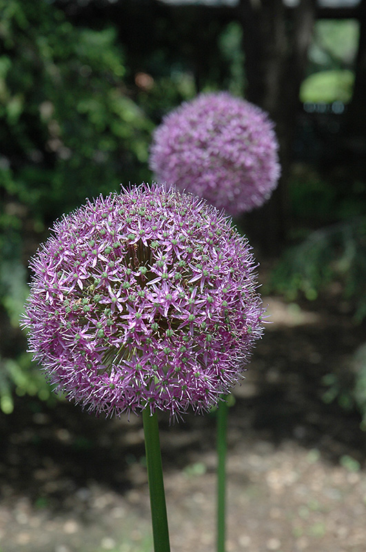 Globemaster Ornamental Onion (Allium 'Globemaster') at Sargent's Gardens