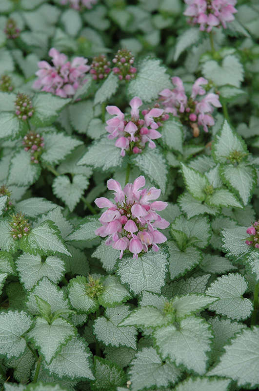 Pink Chablis Spotted Dead Nettle (Lamium maculatum 'Checkin') at Sargent's Gardens