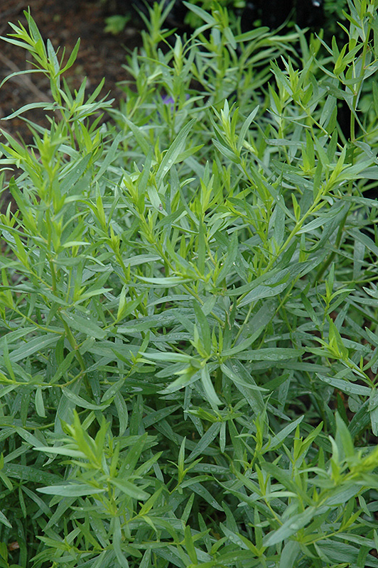 French Tarragon (Artemisia dracunculus 'Sativa') at Sargent's Gardens