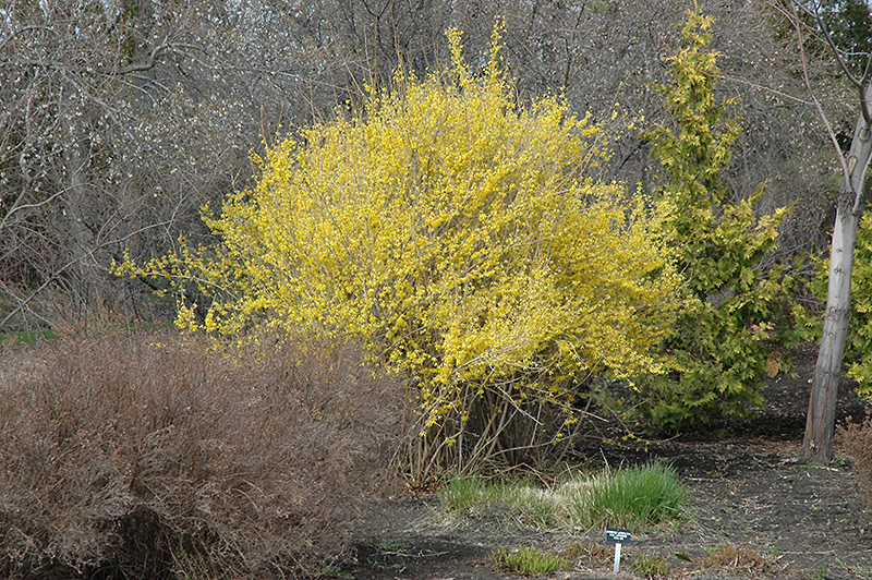 Northern Gold Forsythia (Forsythia 'Northern Gold') at Sargent's Gardens