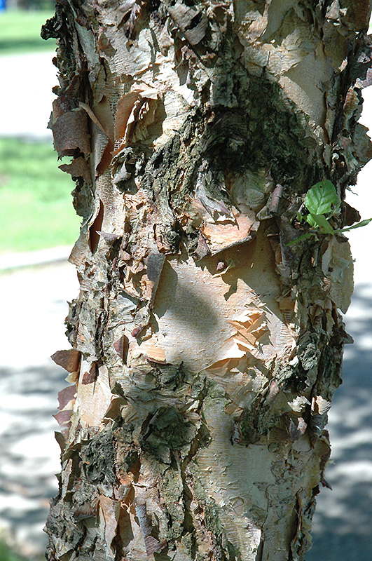 Heritage Improved River Birch (Betula nigra 'Heritage Improved') at Sargent's Gardens