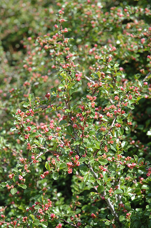 Cranberry Cotoneaster (Cotoneaster apiculatus) at Sargent's Gardens