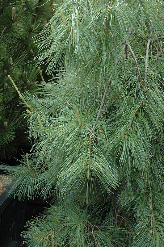 Weeping White Pine (Pinus strobus 'Pendula') at Sargent's Gardens