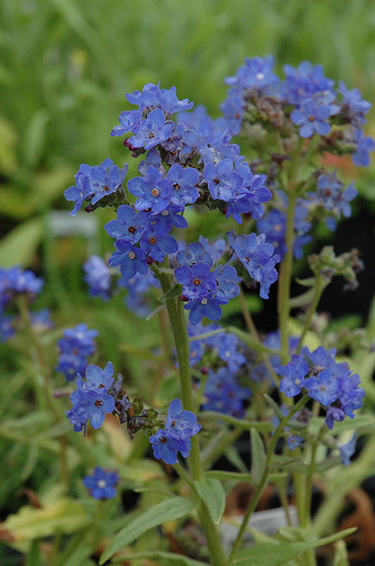 Blue Angel Summer Forget-Me-Not (Anchusa capensis 'Blue Angel') at Sargent's Gardens