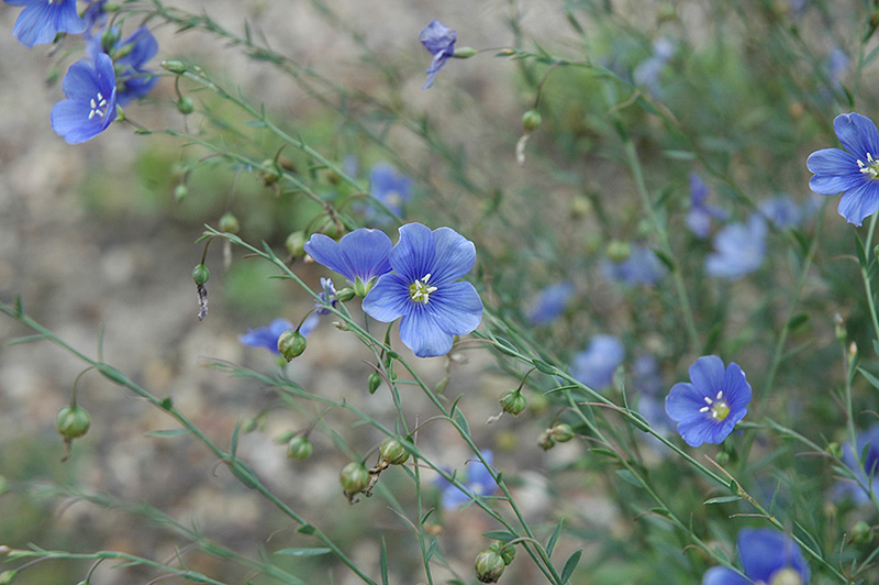 Sapphire Perennial Flax (Linum perenne 'Sapphire') at Sargent's Gardens