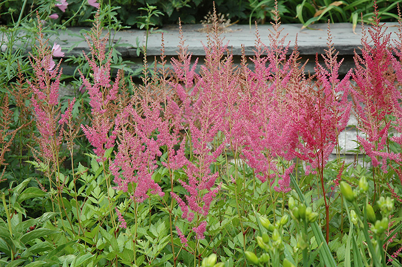 Visions in Pink Chinese Astilbe (Astilbe chinensis 'Visions in Pink') at Sargent's Gardens