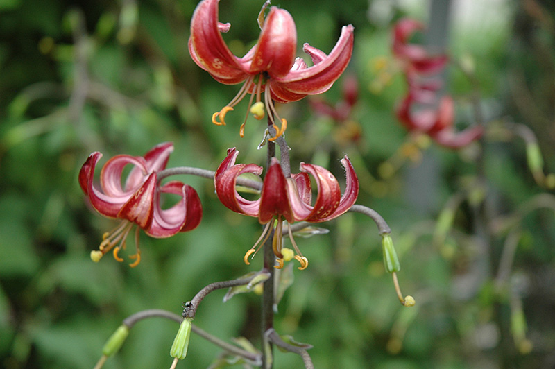 Claude Shride Martagon Lily (Lilium martagon 'Claude Shride') at Sargent's Gardens