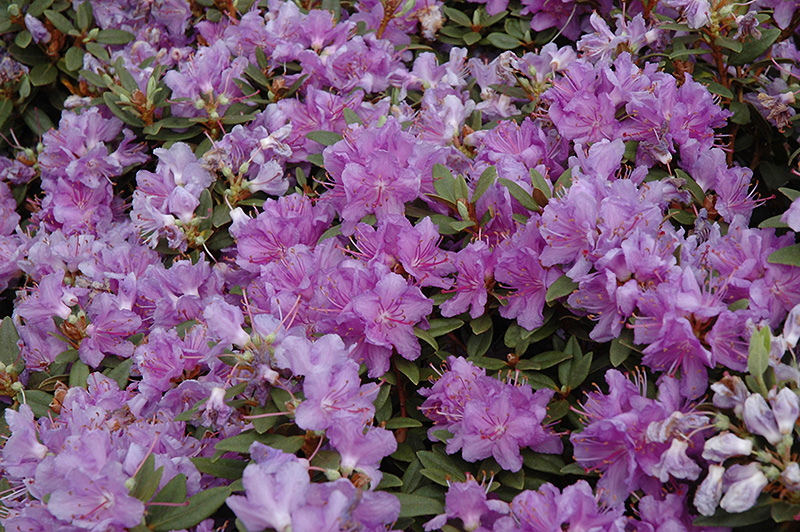 Purple Gem Rhododendron (Rhododendron 'Purple Gem') at Sargent's Gardens