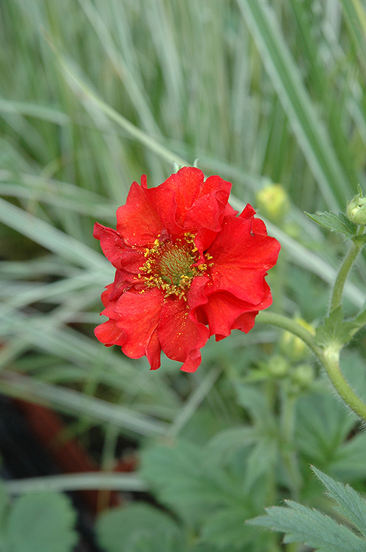 Red Dragon Avens (Geum 'Red Dragon') at Sargent's Gardens